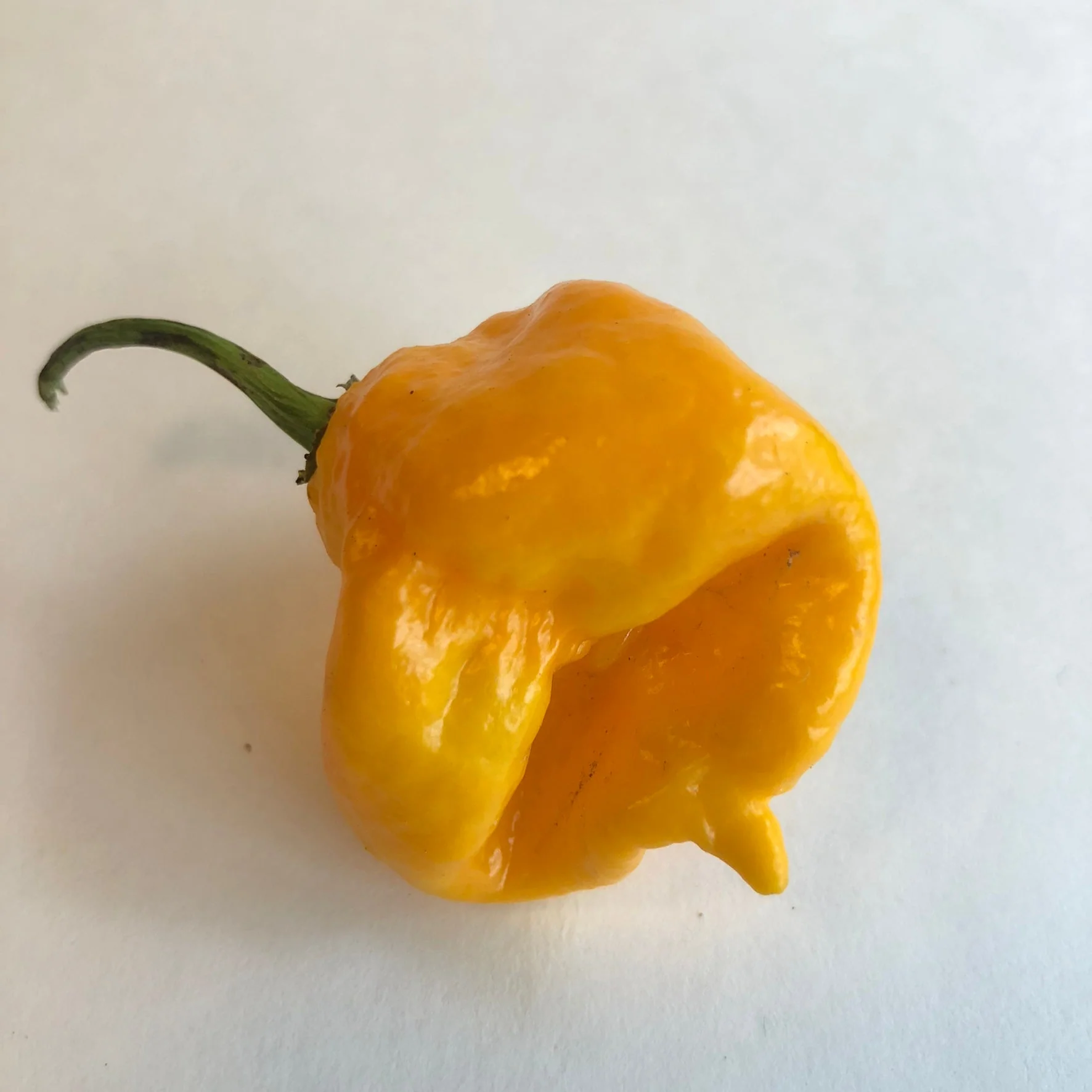 Yellow Reaper Cross - Seeds - Image 4