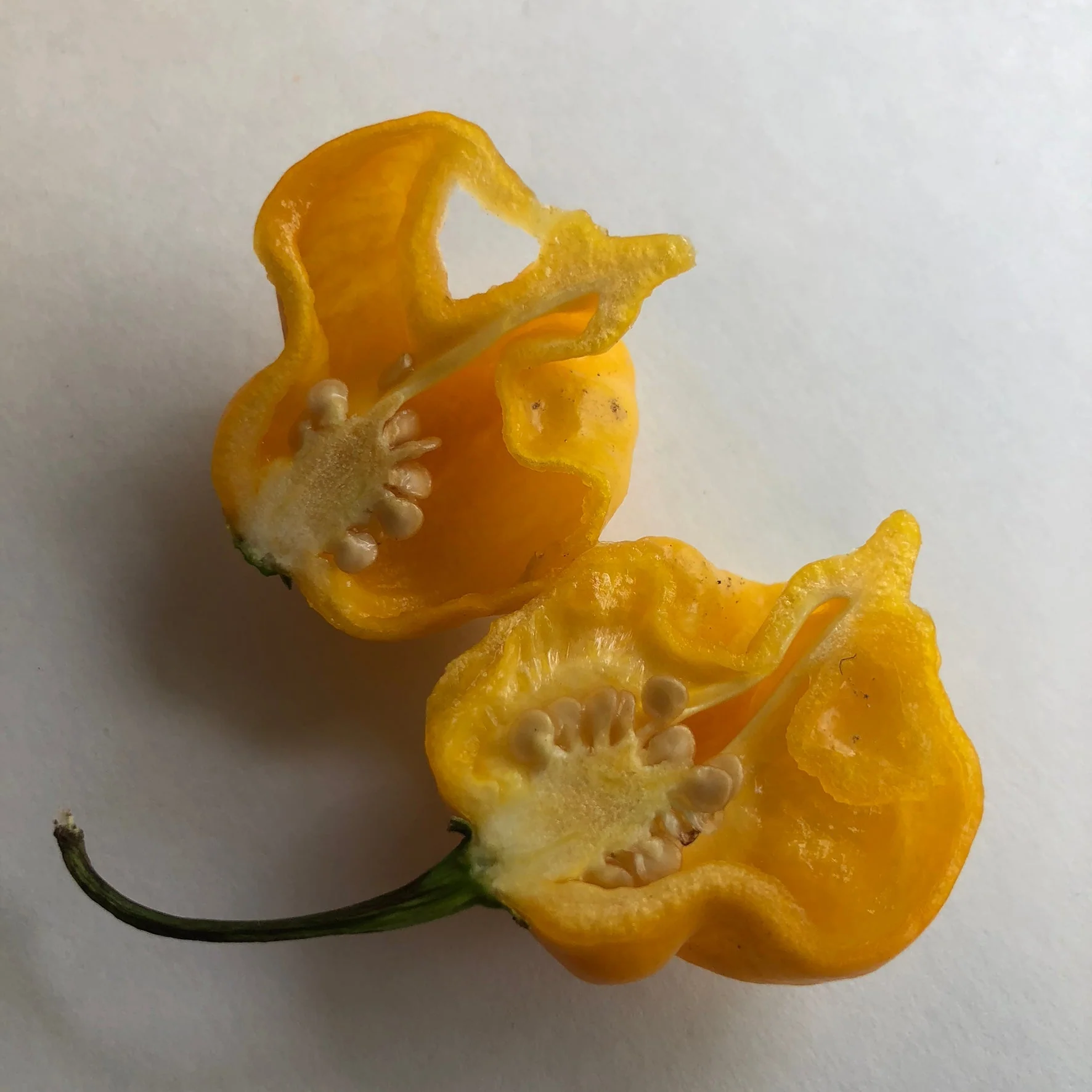 Yellow Reaper Cross - Seeds - Image 5