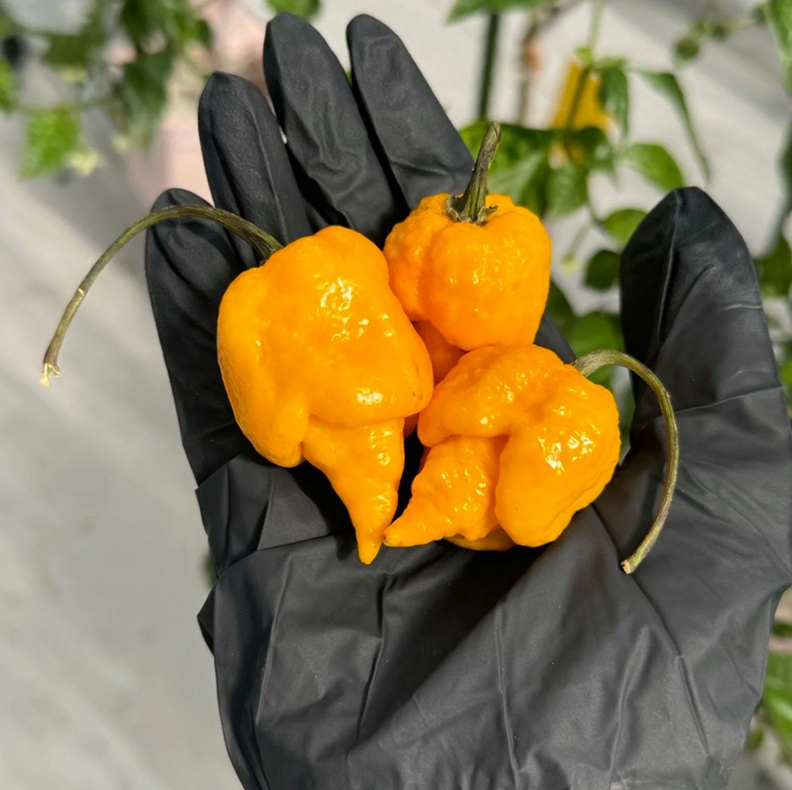 Yellow Reaper Pepper Seeds - Image 2