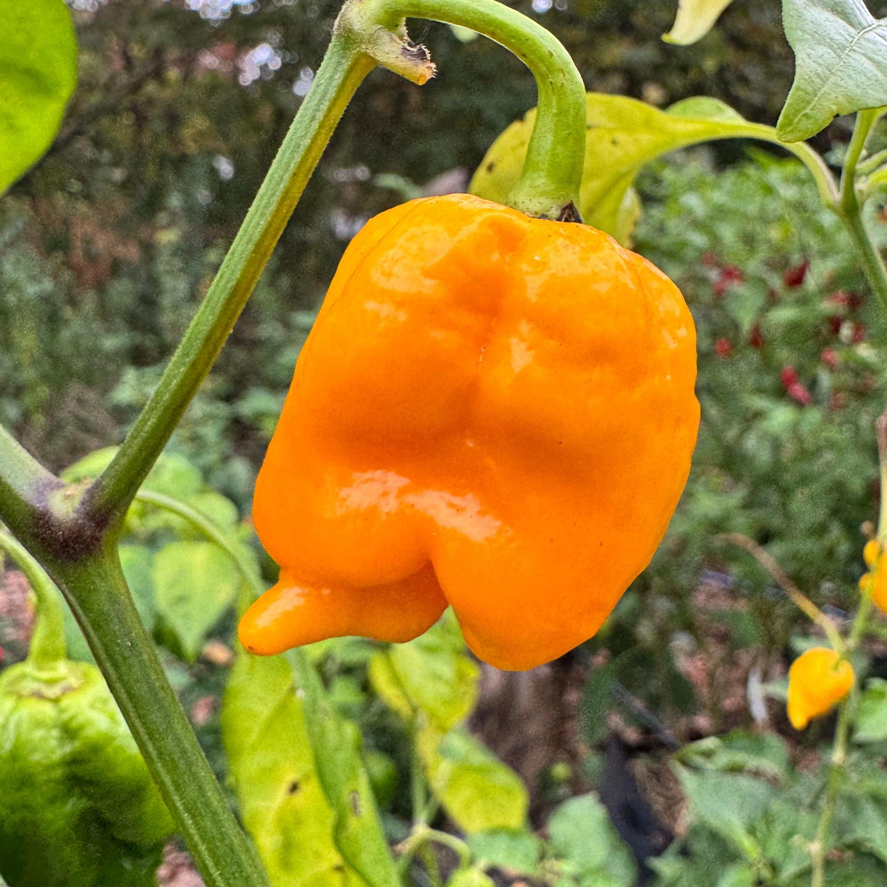 Yellow Scorpion x Reaper - Seeds - Image 2