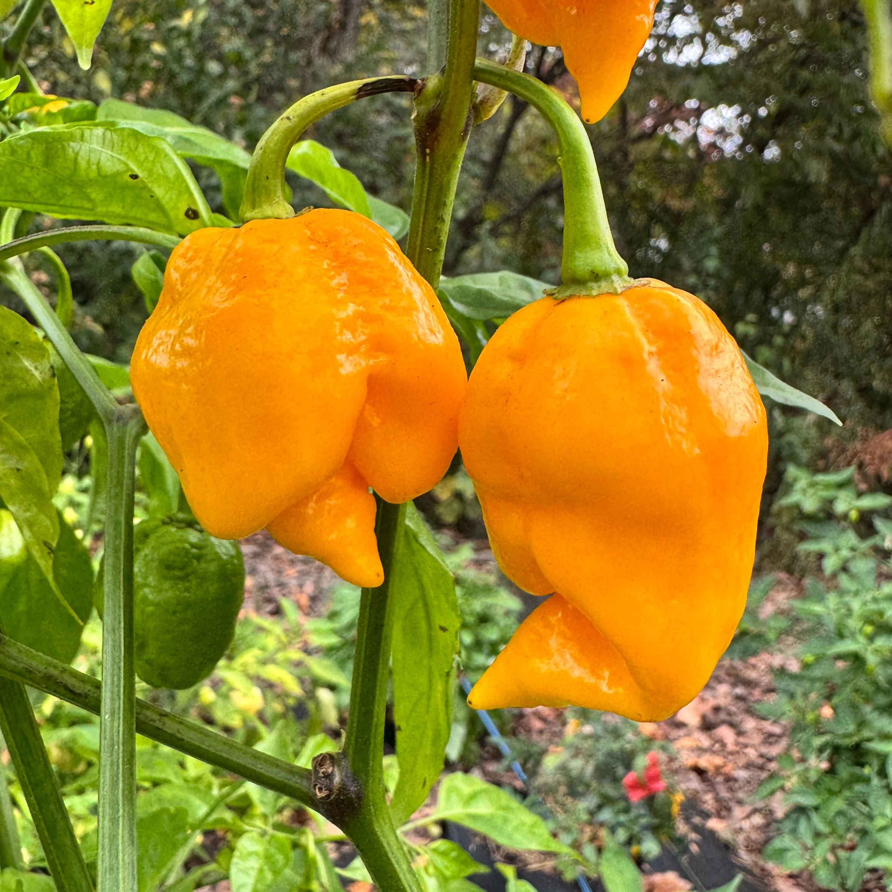 Yellow Scorpion x Reaper - Seeds - Image 3