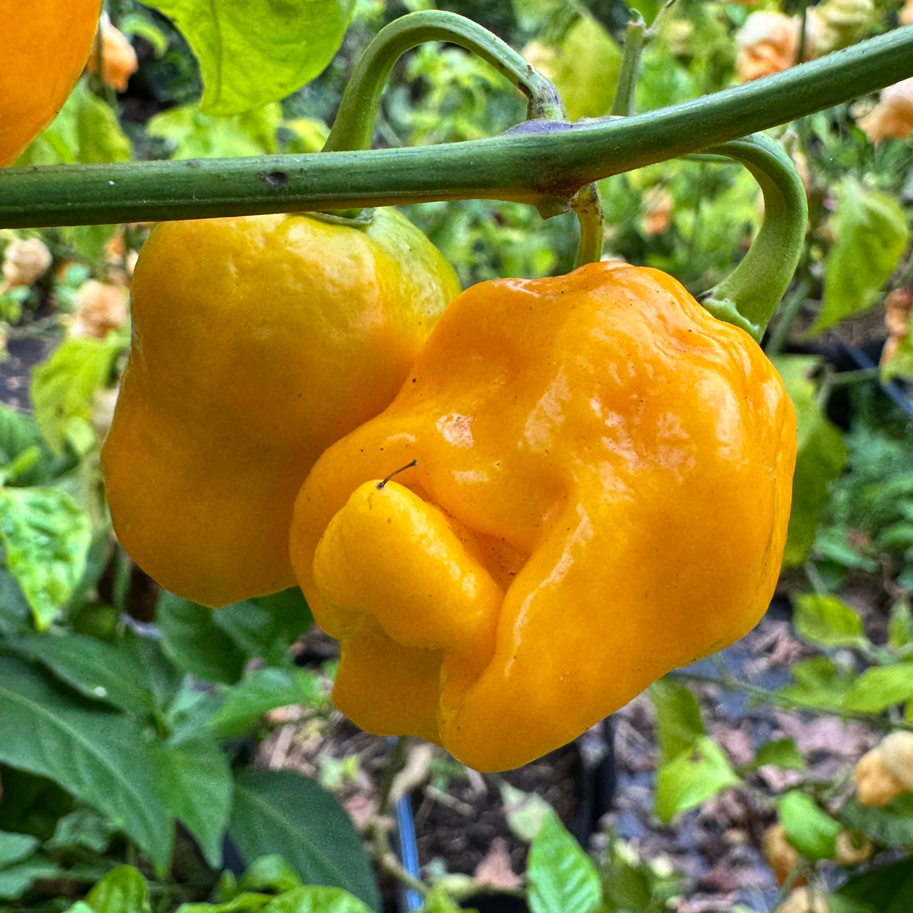 Yellow Scorpion x Reaper - Seeds - Image 4