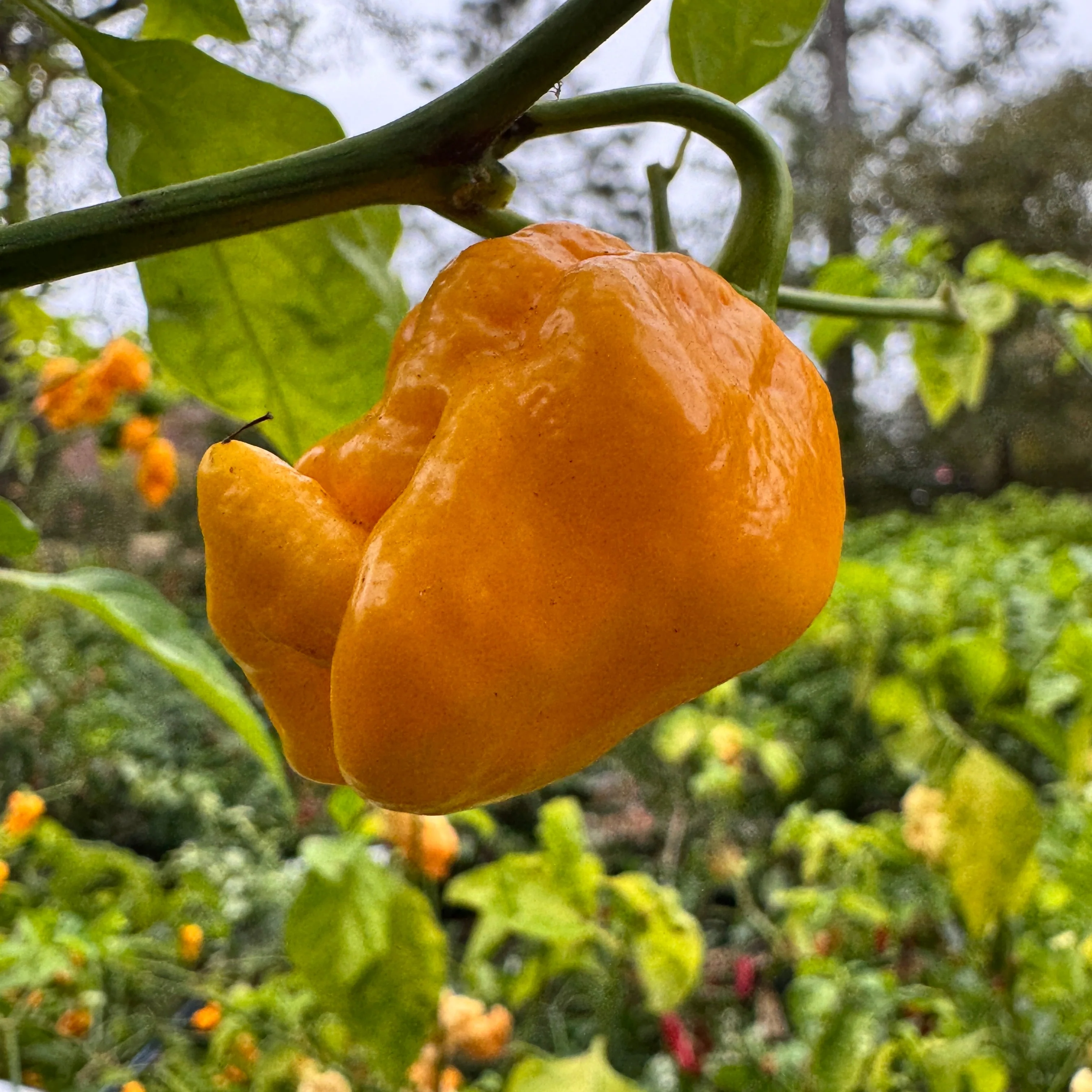 Yellow Scorpion x Reaper - Seeds - Image 5