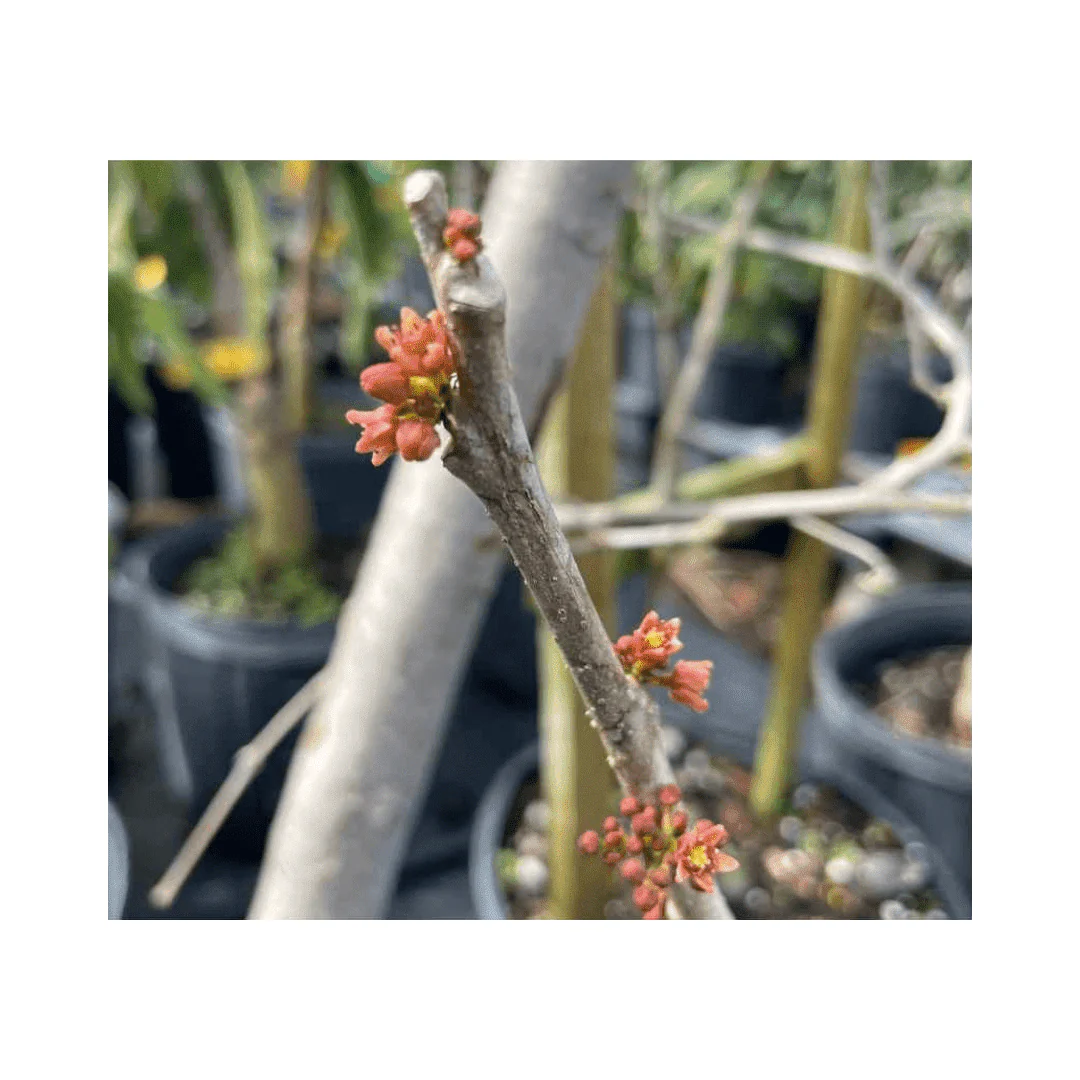 Yellow Spanish/Hog Plum, Ciruela, Jocote Amarillo, Tree - Image 3