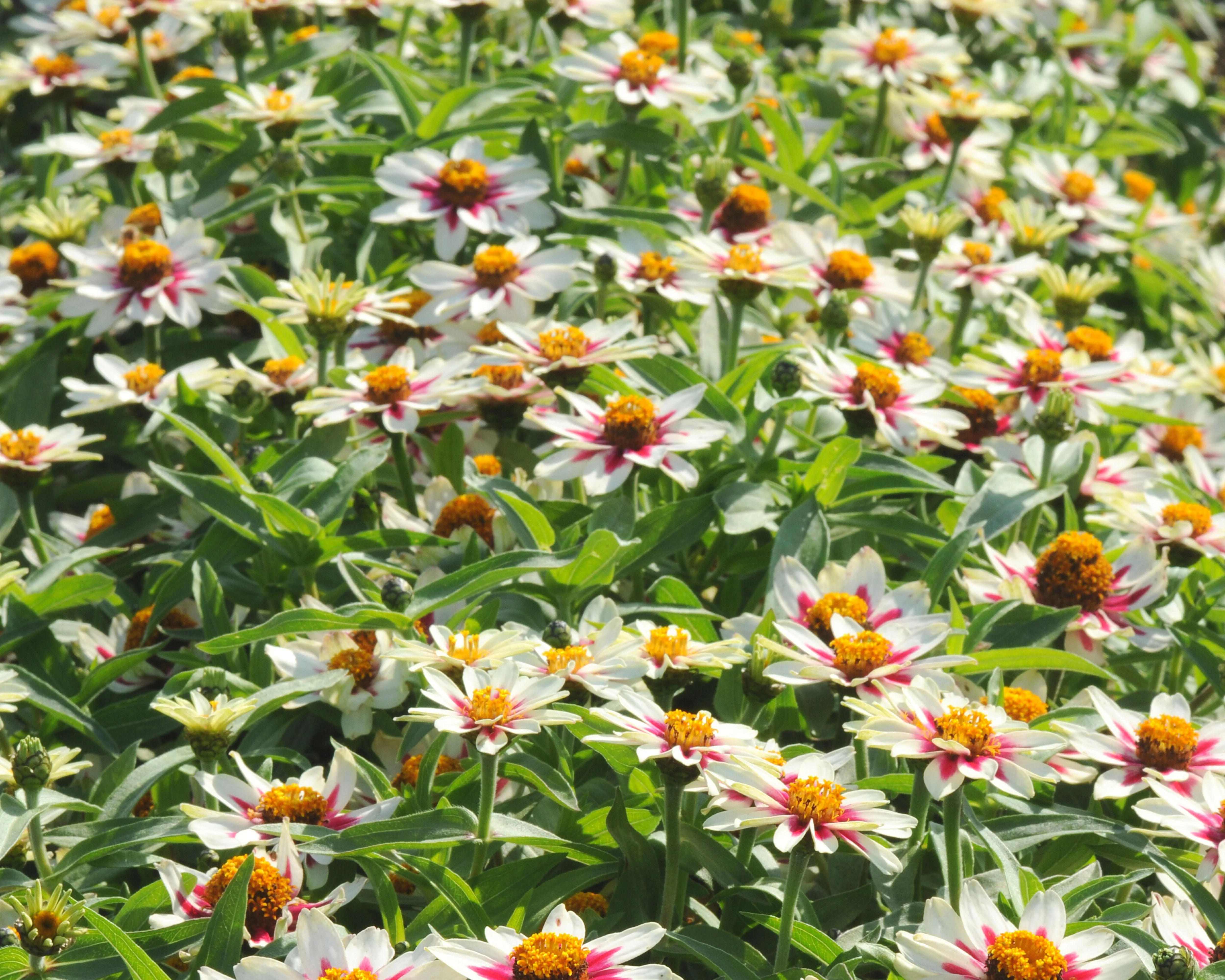 Zahara Starlight Rose Zinnia - Image 2
