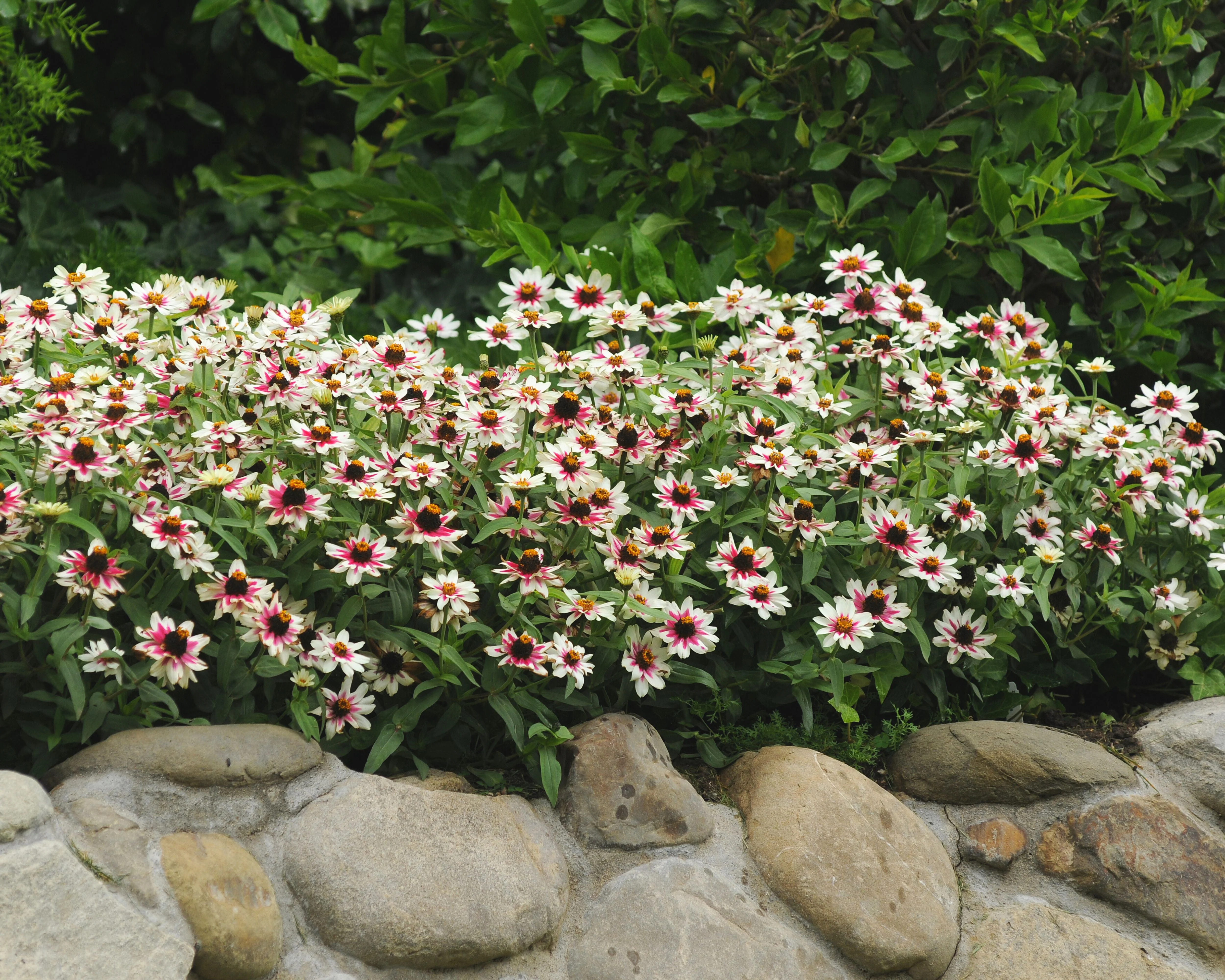 Zahara Starlight Rose Zinnia - Image 3