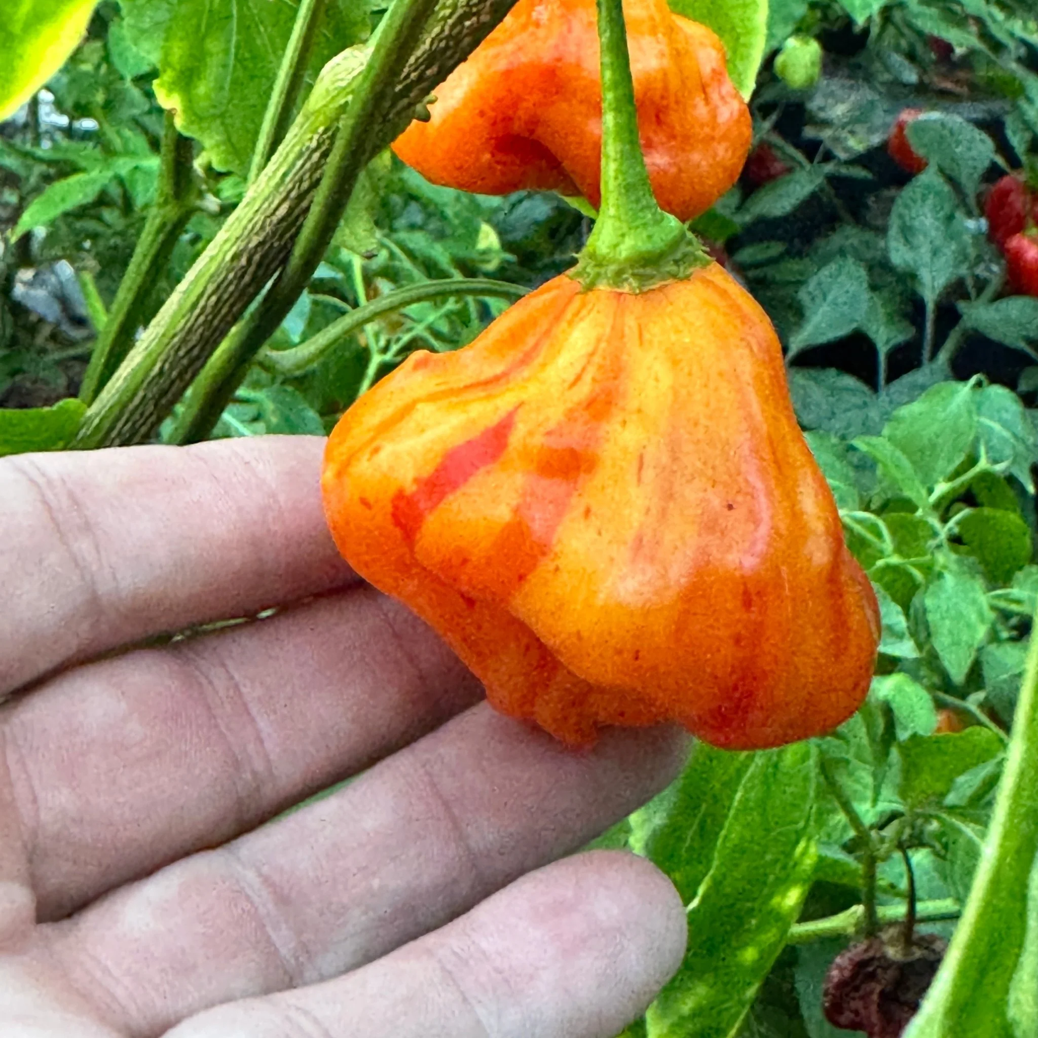 Zebrange - Seeds - Image 3