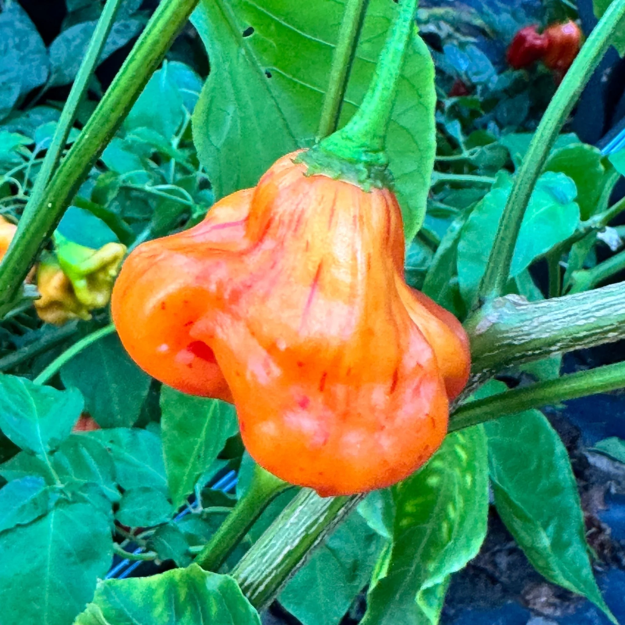 Zebrange - Seeds - Image 6