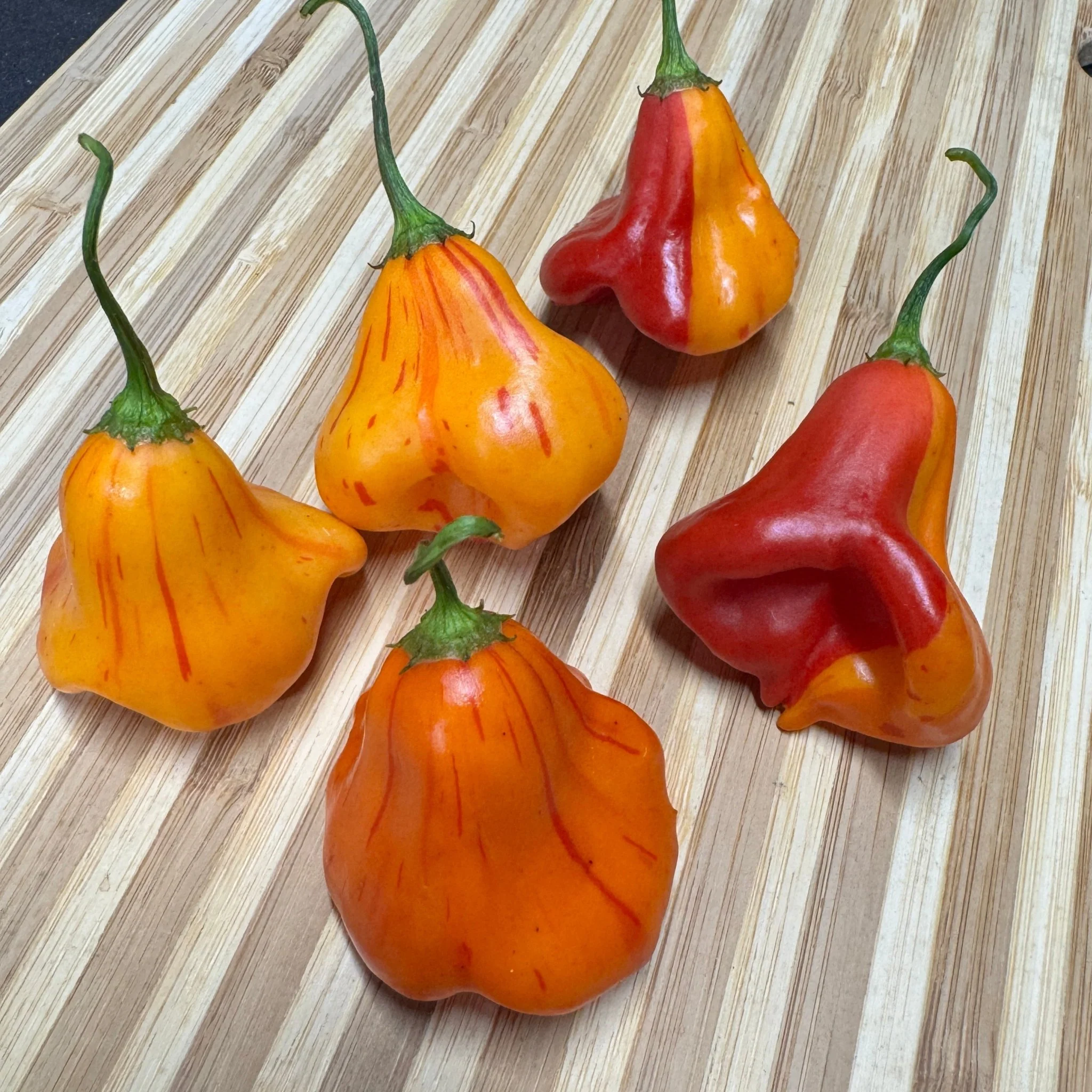 Zebrange - Seeds - Image 9