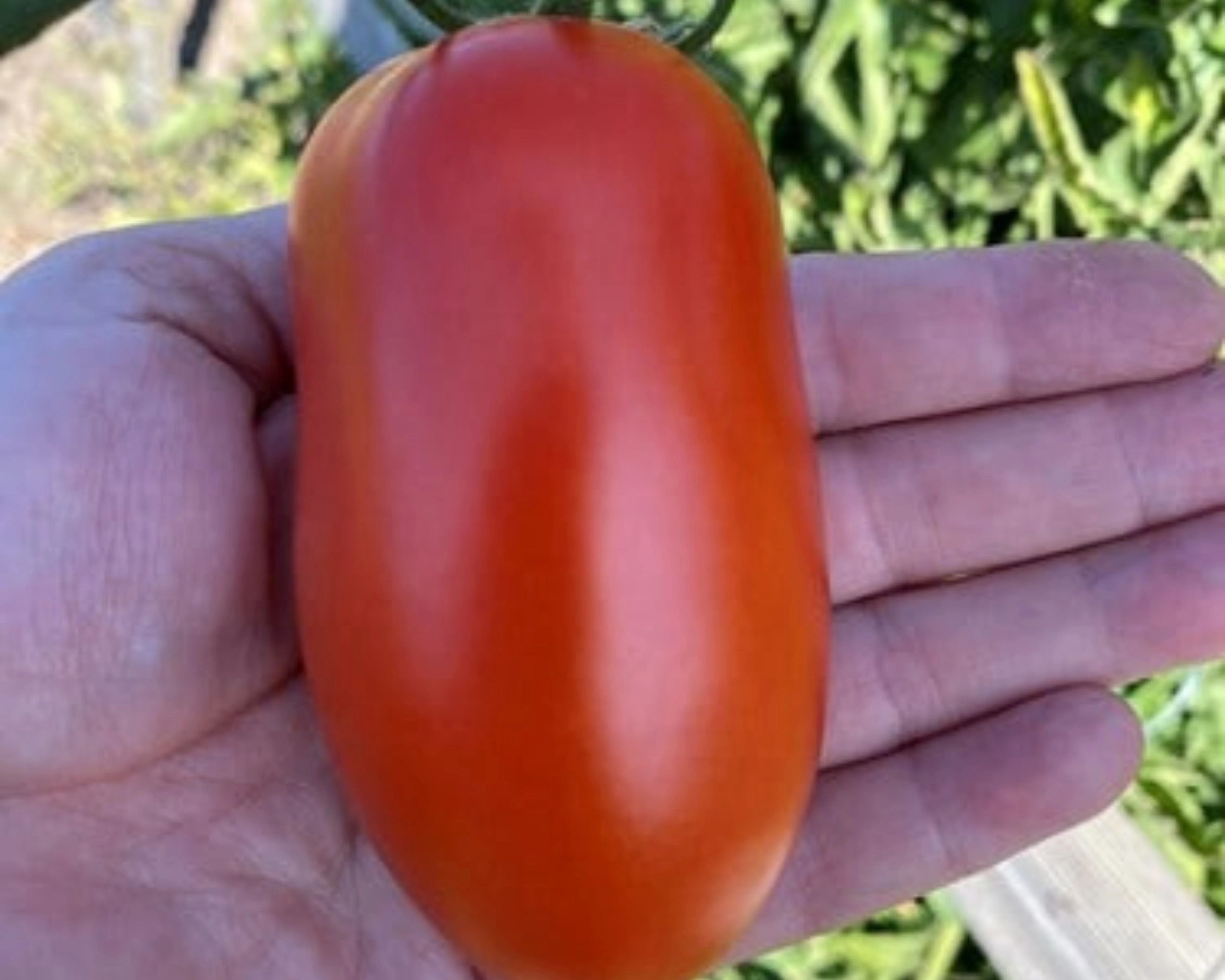 Zenzei Hybrid Tomato Seeds - Image 2