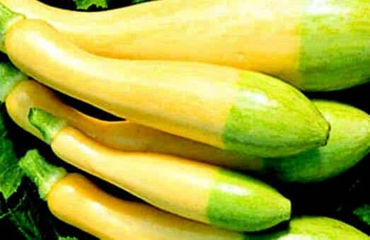 Zephyr Hybrid Summer Squash Seeds - Image 4
