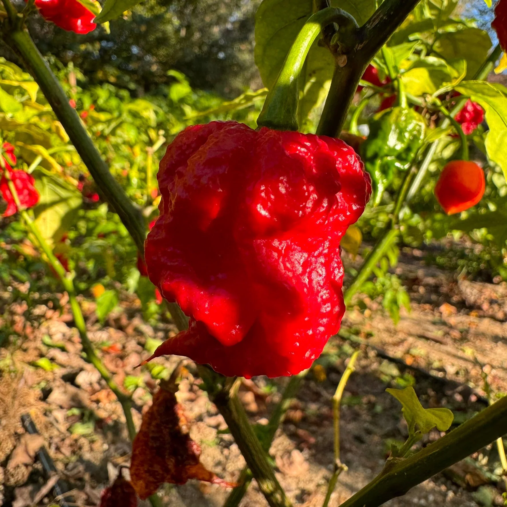 Zing - Seeds - Image 2